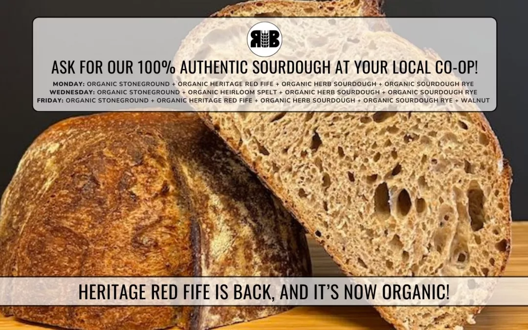 Our Heritage Red Fife is back, and it’s now organic!