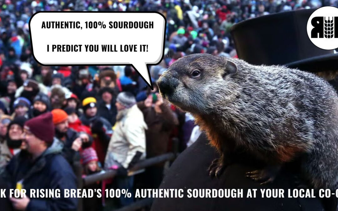 Happy Groundhog Day!